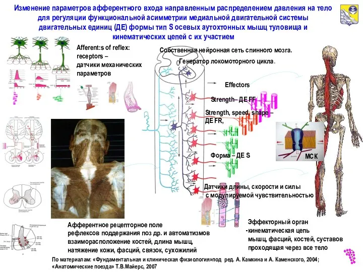 Effectors Изменение параметров афферентного входа направленным распределением давления на тело для