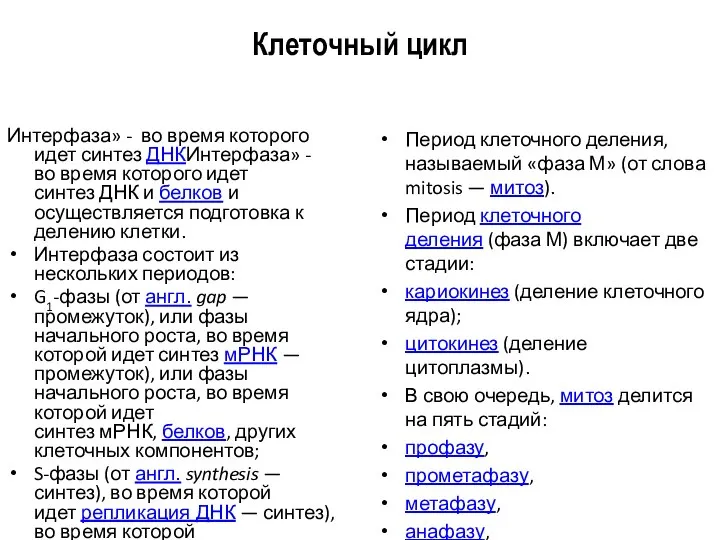 Клеточный цикл Период клеточного деления, называемый «фаза М» (от слова mitosis