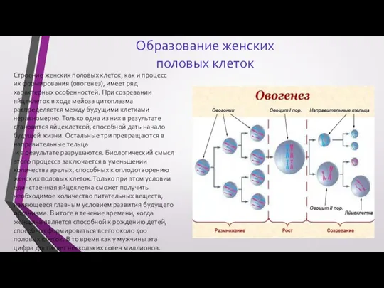 Образование женских половых клеток Строение женских половых клеток, как и процесс