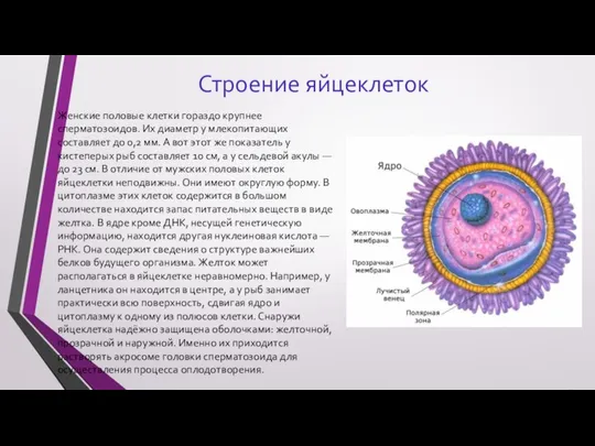 Строение яйцеклеток Женские половые клетки гораздо крупнее сперматозоидов. Их диаметр у