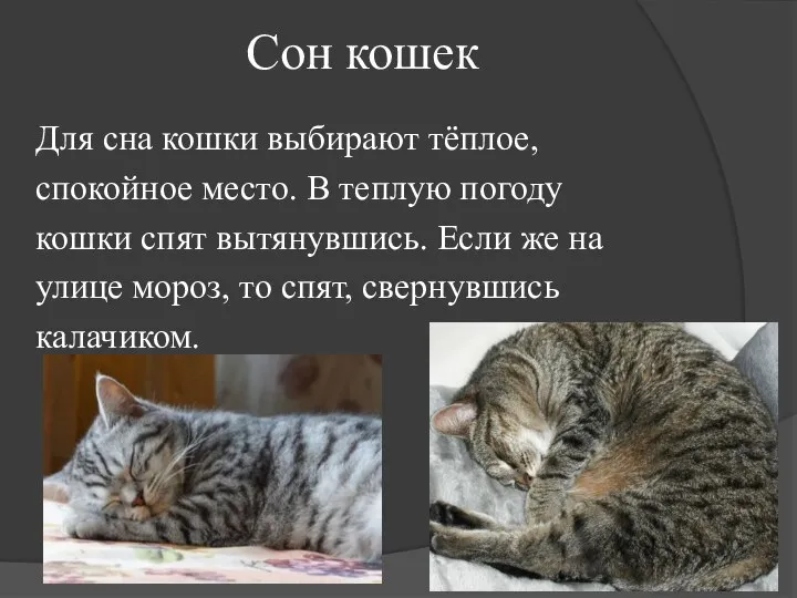 Cон кошек Для сна кошки выбирают тёплое, спокойное место. В теплую