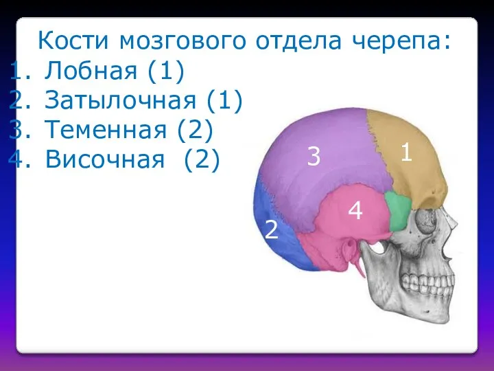 Кости мозгового отдела черепа: Лобная (1) Затылочная (1) Теменная (2) Височная (2) 4 3 2 1