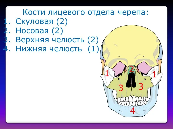 Кости лицевого отдела черепа: Скуловая (2) Носовая (2) Верхняя челюсть (2)