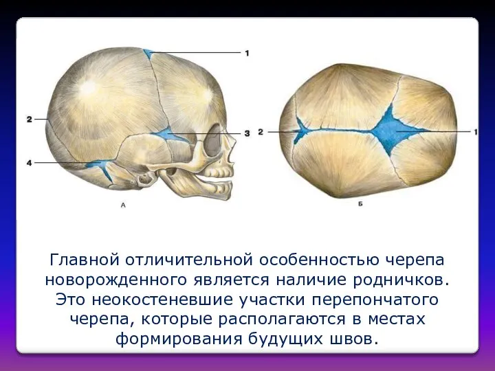 Главной отличительной особенностью черепа новорожденного является наличие родничков. Это неокостеневшие участки