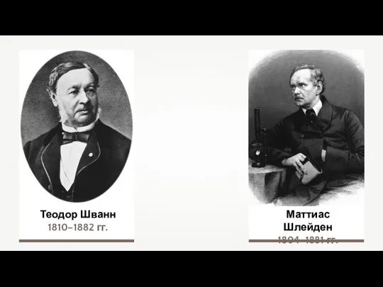 Теодор Шванн 1810–1882 гг. Маттиас Шлейден 1804–1881 гг.