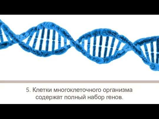 5. Клетки многоклеточного организма содержат полный набор генов.