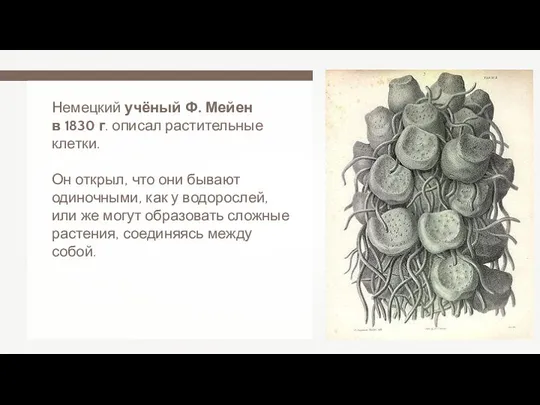 Немецкий учёный Ф. Мейен в 1830 г. описал растительные клетки. Он