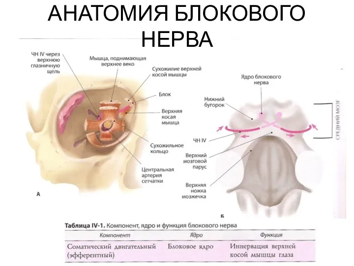 АНАТОМИЯ БЛОКОВОГО НЕРВА