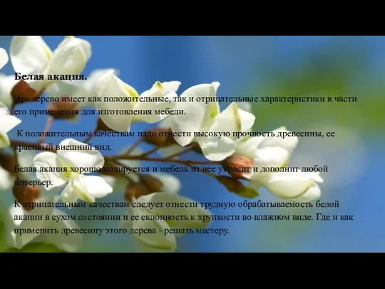 Белая акация. Это дерево имеет как положительные, так и отрицательные характеристики