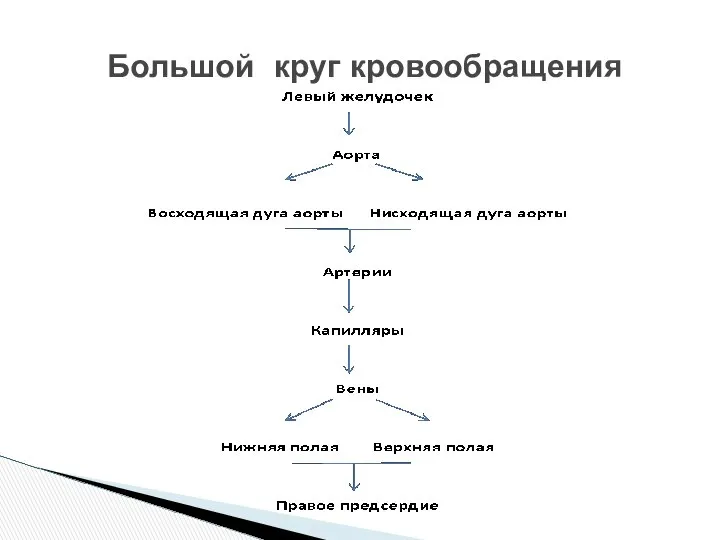 Большой круг кровообращения