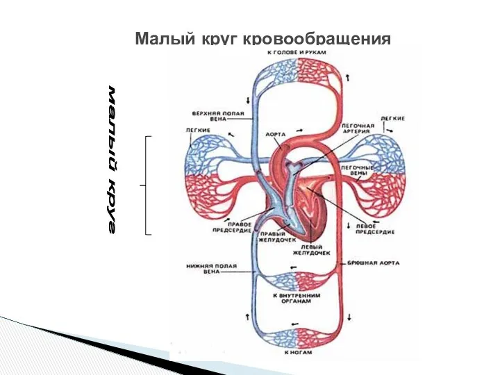 Малый круг кровообращения малый круг