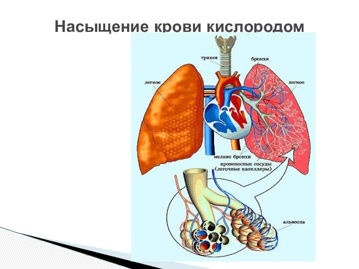 Насыщение крови кислородом