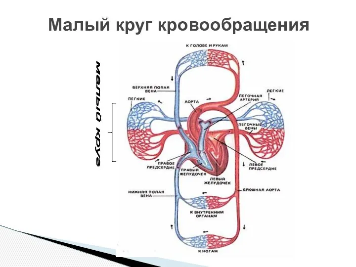 Малый круг кровообращения малый круг