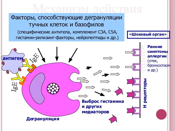 Механизм действия гистамина Факторы, способствующие дегрануляции тучных клеток и базофилов (специфические