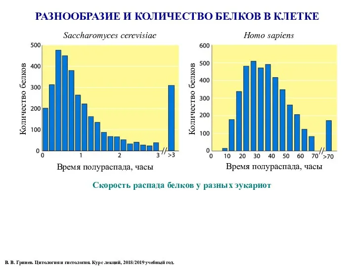 РАЗНООБРАЗИЕ И КОЛИЧЕСТВО БЕЛКОВ В КЛЕТКЕ В. В. Гринев. Цитология и