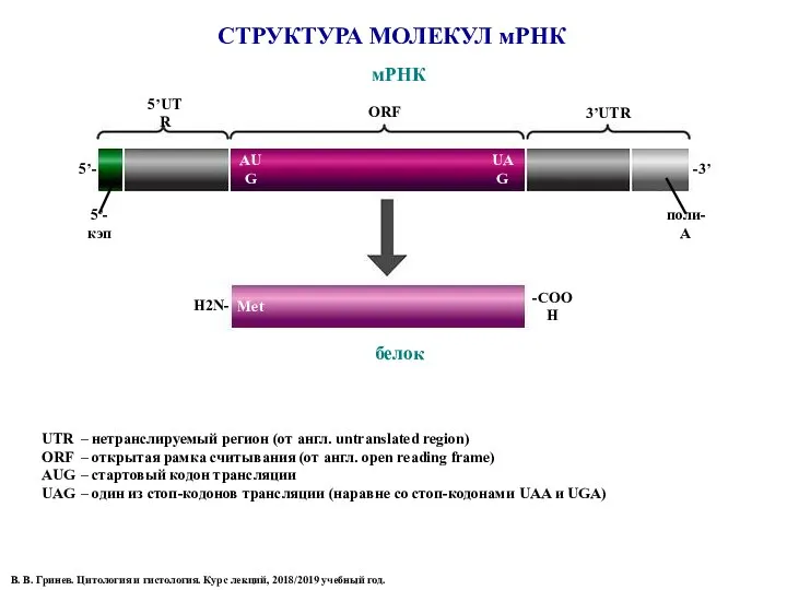 СТРУКТУРА МОЛЕКУЛ мРНК 5’- -3’ 5’UTR ORF 3’UTR AUG UAG 5’-кэп