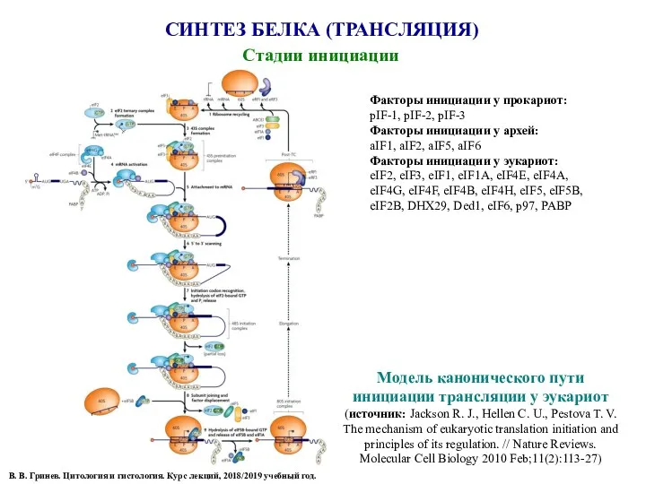 СИНТЕЗ БЕЛКА (ТРАНСЛЯЦИЯ) Стадии инициации В. В. Гринев. Цитология и гистология.