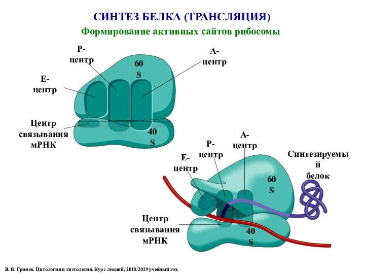 СИНТЕЗ БЕЛКА (ТРАНСЛЯЦИЯ) Формирование активных сайтов рибосомы В. В. Гринев. Цитология