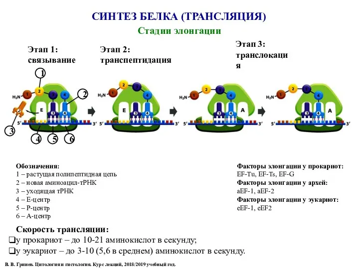 СИНТЕЗ БЕЛКА (ТРАНСЛЯЦИЯ) Стадии элонгации 1 2 3 4 5 6