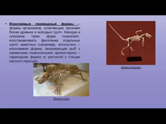 Ископаемые переходные формы – формы организмов, сочетающие признаки более древних и