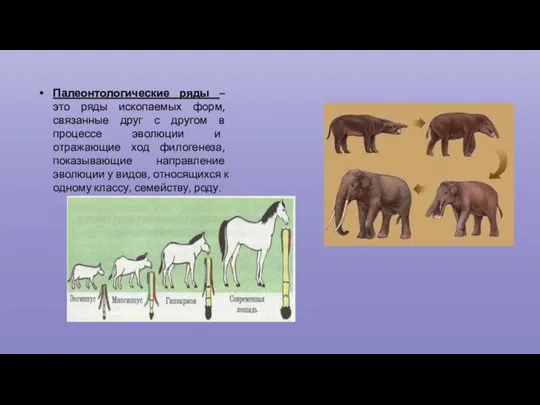 Палеонтологические ряды – это ряды ископаемых форм, связанные друг с другом