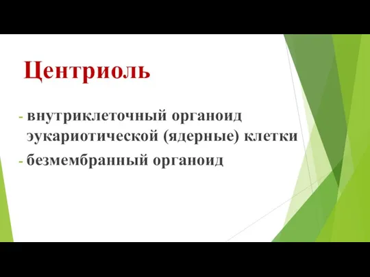 Центриоль внутриклеточный органоид эукариотической (ядерные) клетки безмембранный органоид