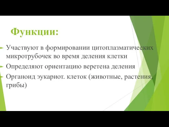 Функции: Участвуют в формировании цитоплазматических микротрубочек во время деления клетки Определяют