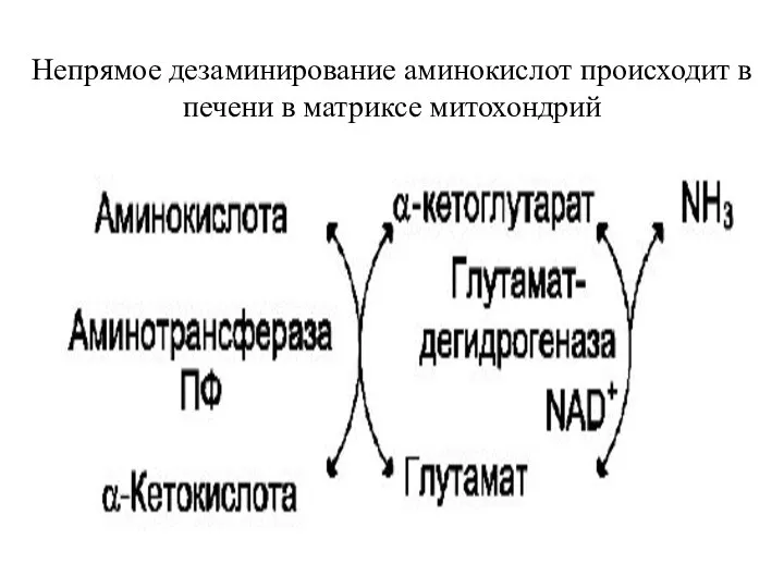 Непрямое дезаминирование аминокислот происходит в печени в матриксе митохондрий