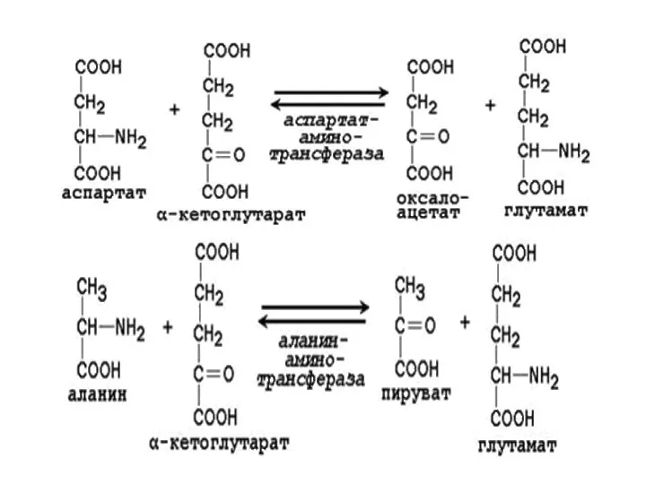 Примеры реакций трансаминирования: