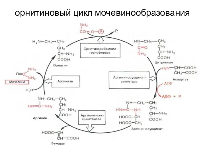 орнитиновый цикл мочевинообразования