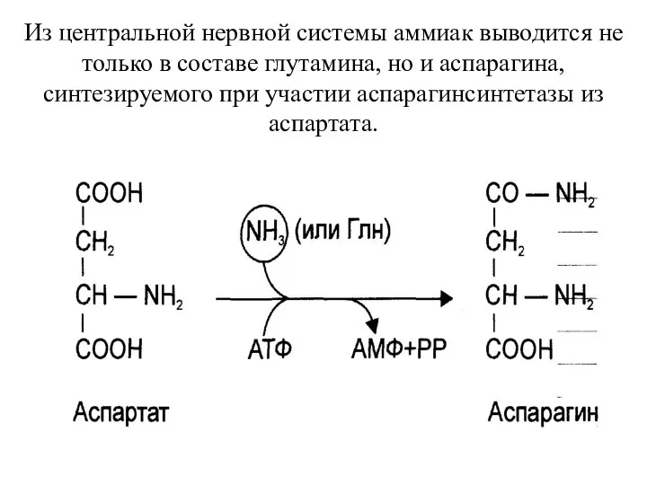 Из центральной нервной системы аммиак выводится не только в составе глутамина,