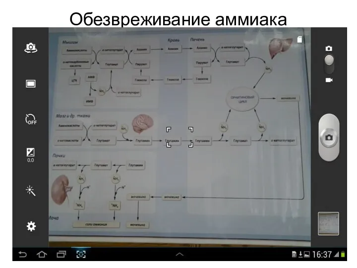 Обезвреживание аммиака