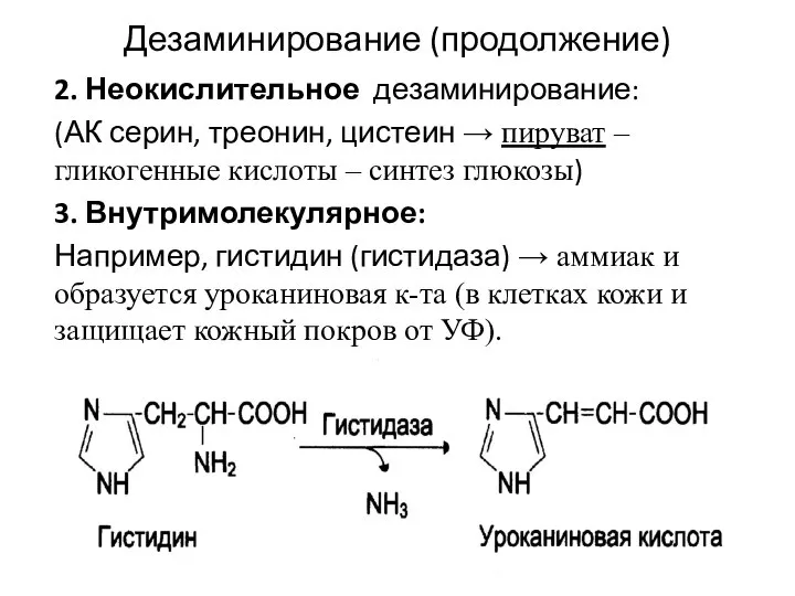 Дезаминирование (продолжение) 2. Неокислительное дезаминирование: (АК серин, треонин, цистеин → пируват