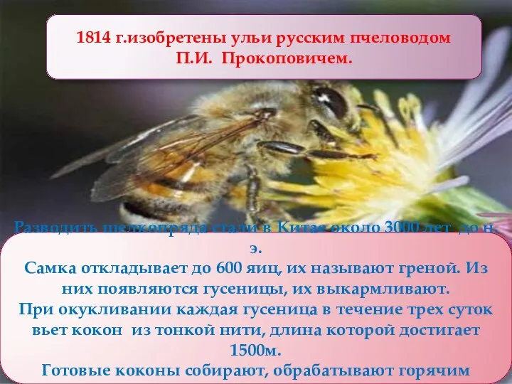 Разводить шелкопряда стали в Китае около 3000 лет до н.э. Самка