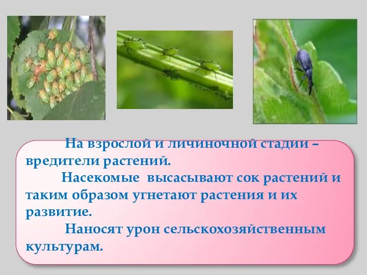 На взрослой и личиночной стадии – вредители растений. Насекомые высасывают сок