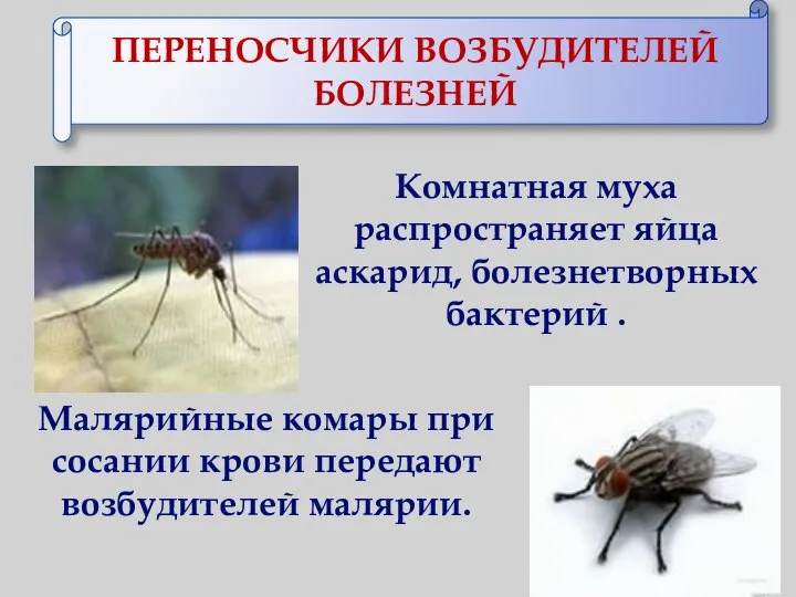 ПЕРЕНОСЧИКИ ВОЗБУДИТЕЛЕЙ БОЛЕЗНЕЙ Комнатная муха распространяет яйца аскарид, болезнетворных бактерий .