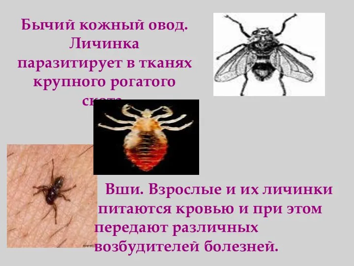 Бычий кожный овод. Личинка паразитирует в тканях крупного рогатого скота. Вши.