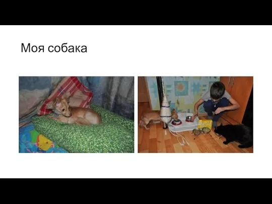 Моя собака