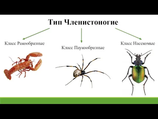 Класс Насекомые Тип Членистоногие Класс Паукообразные Класс Ракообразные