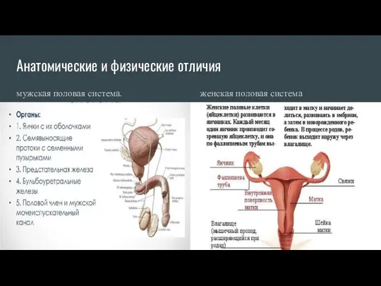 Анатомические и физические отличия мужская половая система. женская половая система