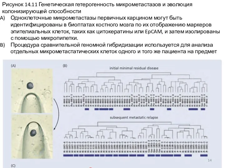 Рисунок 14.11 Генетическая гетерогенность микрометастазов и эволюция колонизирующей способности Одноклеточные микрометастазы