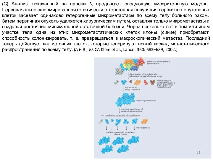 (С) Анализ, показанный на панели B, предлагает следующую умозрительную модель. Первоначально