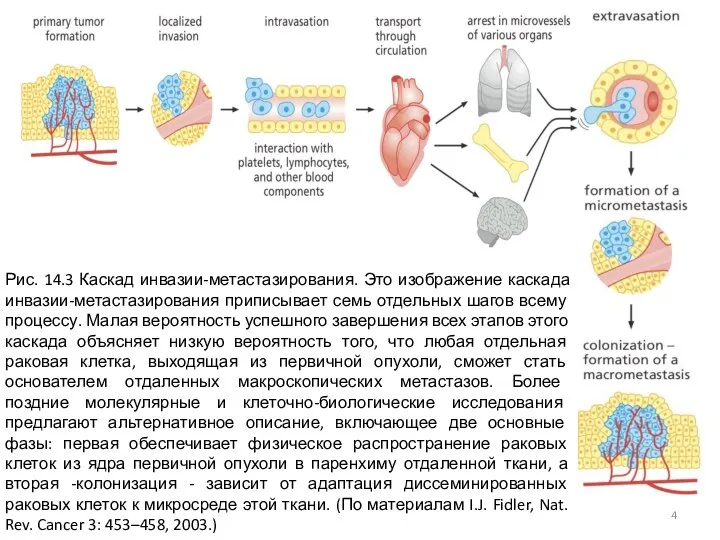 Рис. 14.3 Каскад инвазии-метастазирования. Это изображение каскада инвазии-метастазирования приписывает семь отдельных