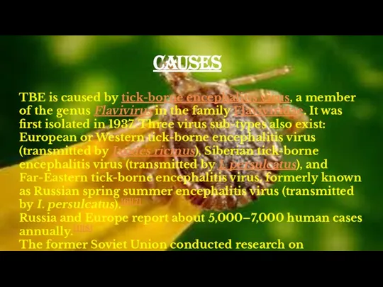 TBE is caused by tick-borne encephalitis virus, a member of the