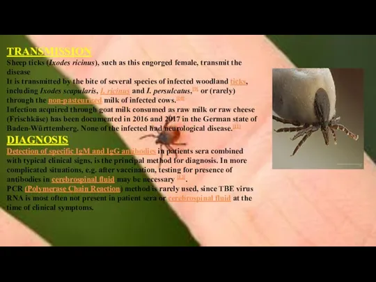 TRANSMISSION Sheep ticks (Ixodes ricinus), such as this engorged female, transmit