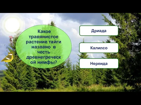 Какое травянистое растение тайги названо в честь древнегреческой нимфы? Калипсо Дриада Нереида