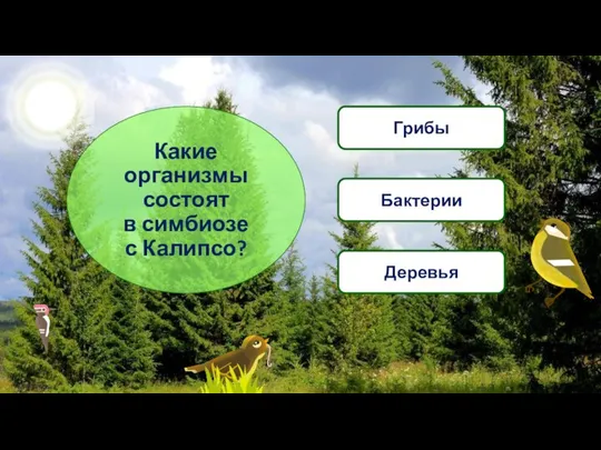 Какие организмы состоят в симбиозе с Калипсо? Грибы Бактерии Деревья