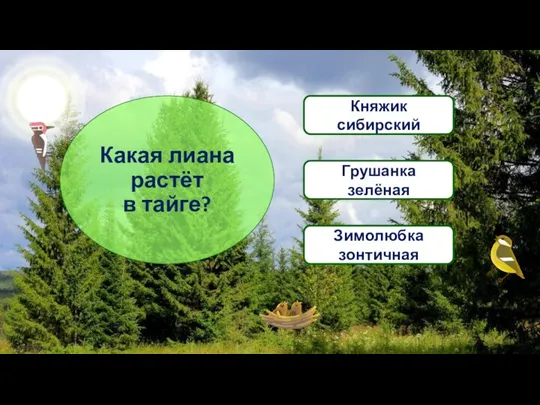 Какая лиана растёт в тайге? Княжик сибирский Грушанка зелёная Зимолюбка зонтичная