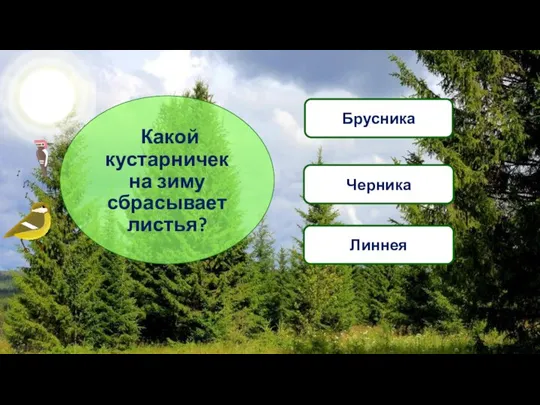 Какой кустарничек на зиму сбрасывает листья? Черника Брусника Линнея