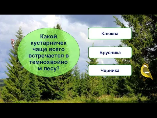 Какой кустарничек чаще всего встречается в темнохвойном лесу? Черника Брусника Клюква